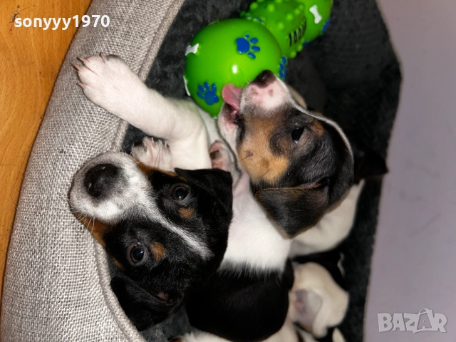 ДЖАК РЪСЕЛ ТЕРИЕР-250ЛВ ЗА КРАСИВО КУТРЕ 0110250846, снимка 3 - Джак ръсел териер - 51899428