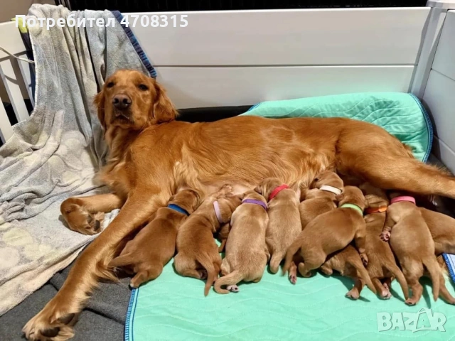 Голдън ретривър игриво момченце, снимка 2 - Голдън ретривър - 53630714