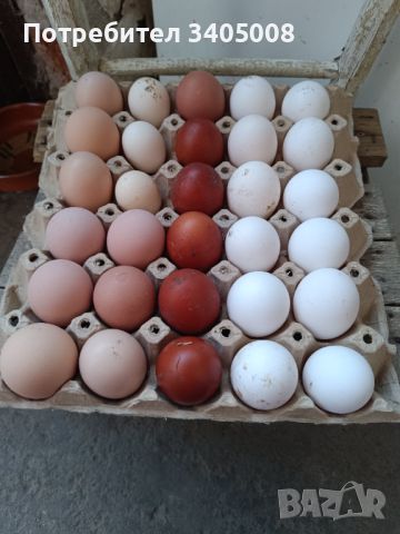 Домашни оплодени яйца, снимка 2 - За птици - 45445534