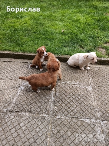 ПОДАРЯВАМ малки кученца , снимка 14 - Други - 51444287