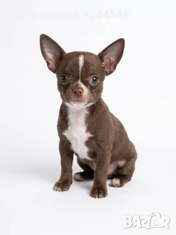Шоколадово момче, снимка 2 - Чихуахуа - 54013021