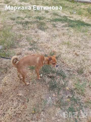 Малък сладур между мини пинчер и Джакарта Ръсел.На 4 месеца с паспорт и ваксини, снимка 1