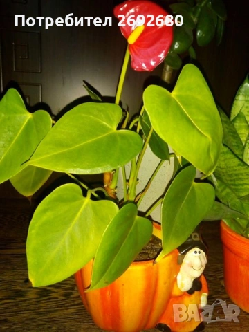 Коледничета,кливия,исусов венец, кротон, сенсевиера,хибискус , снимка 16 - Стайни растения - 42021101