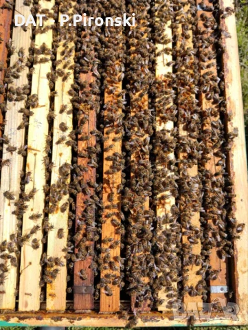 Пчелни отводки 2026г. цена за рамка ДБ