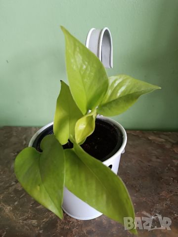 Епипремнум Golden Pothos , снимка 2 - Стайни растения - 46628233