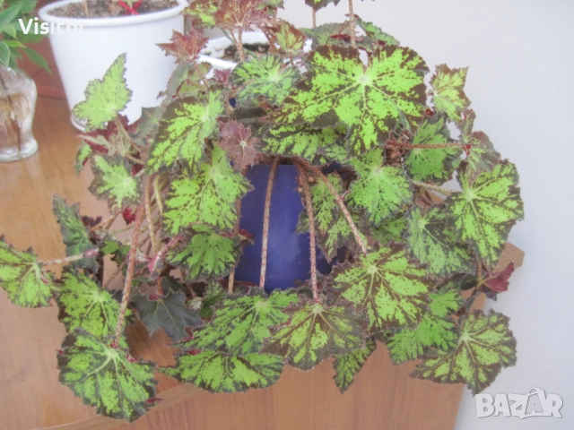 Canon PowerShot A1100 IS   12.1 MPx, снимка 17 - Фотоапарати - 52867169