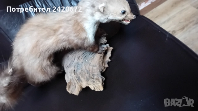 препарирана  бялка, снимка 3 - Други ценни предмети - 52966252