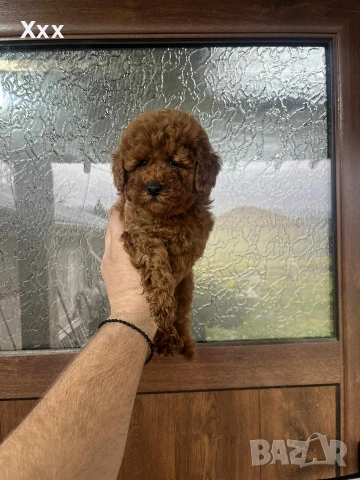Той пудел-мъжки и женски, снимка 2 - Пудели - 52749933