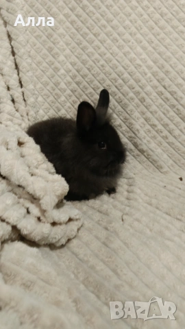 Декоративни зайчета, 2 иесеца, снимка 2 - Декоративни зайчета - 54237734