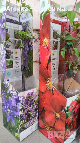Клематис 4 цвята - многогодишно увивно цвете, снимка 6 - Градински цветя и растения - 45113664