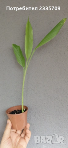 Куркума - за подправка