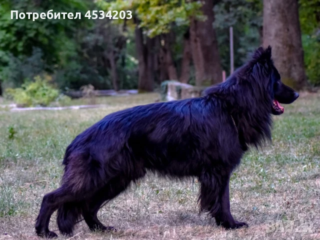 немска овчарка / НОК, снимка 2 - Немска овчарка - 51033011