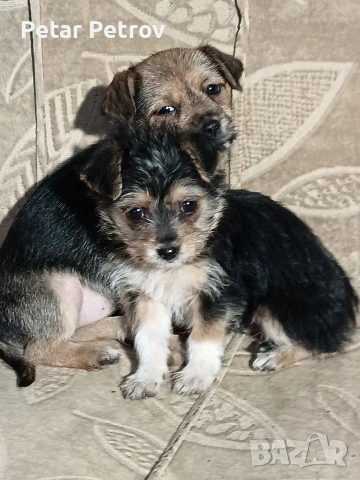 Мини пинчер чихуахуа, снимка 6 - Чихуахуа - 52816462