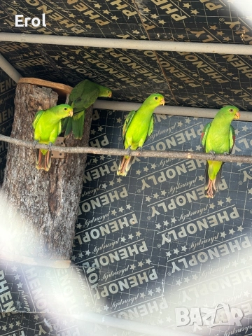 Разпродавам папагали, снимка 4 - Папагали - 52895158