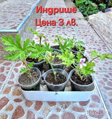 Красота в градината и на балкона, снимка 10 - Градински цветя и растения - 46135404