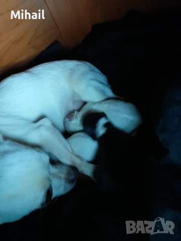 Продавам чихуахуа, снимка 17 - Чихуахуа - 51161252