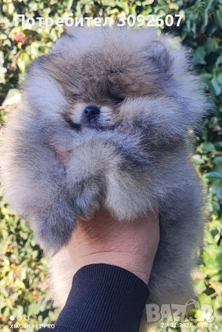 Померанче момче , снимка 2 - Померан - 53656918