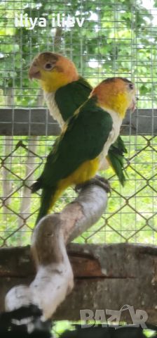  двойки папагали ( кайка ), снимка 3 - Папагали - 45809547