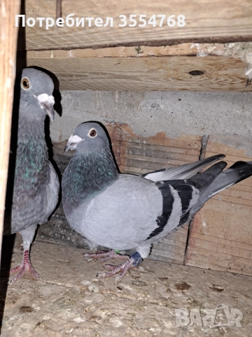 Продавам спортни гълъби , снимка 2 - Гълъби - 52022600