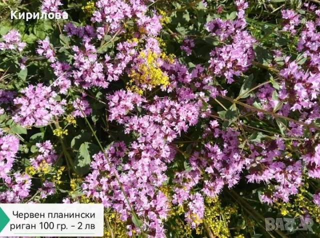 Билки риган, мащерка, мента, кантарион, еньовче, снимка 6 - Други - 50226198