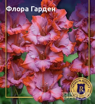 ГЛАДИОЛ - Глудколуковици, снимка 13 - Сортови семена и луковици - 44793217