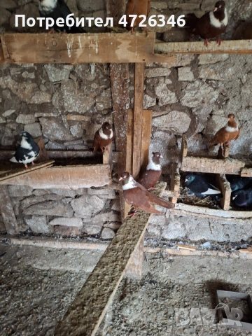 Гълъби чирпански, снимка 4 - Гълъби - 53323507