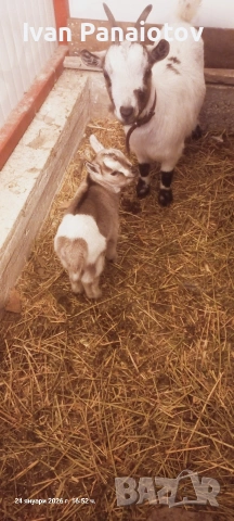 продавам холандски мини козички, снимка 4 - Кози - 53451781