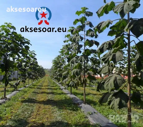 400 качествени семена от красиво декоративно медоносно дърво пауловния томентоса декорация украса, снимка 10 - Сортови семена и луковици - 50387864