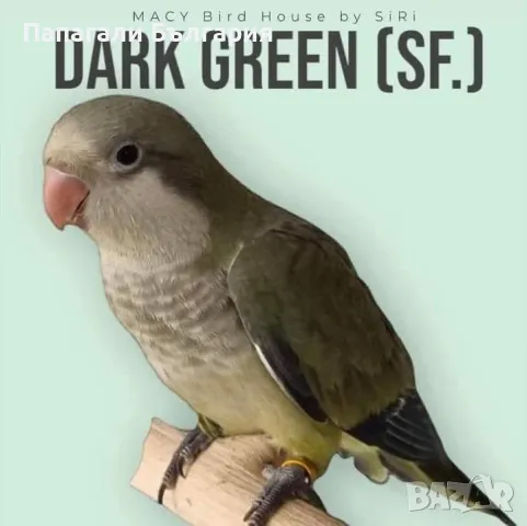 Чифт  Папагали Монах, снимка 3 - Папагали - 48699981