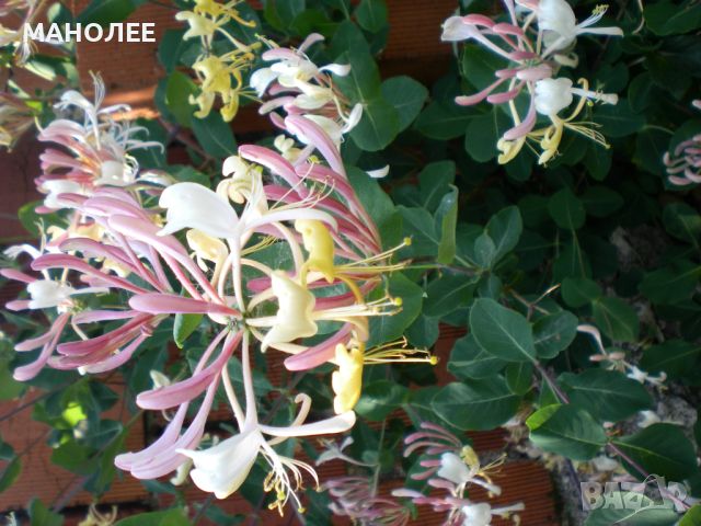 Лоницера - втори вид, снимка 1 - Градински цветя и растения - 45540498
