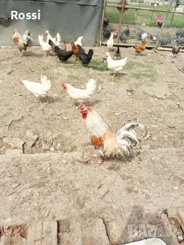 1лв/бр - РАЗПЛОДНИ/Оплодени яйца, снимка 7 - Кокошки и пуйки - 45300097