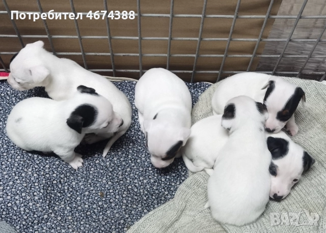 Джак Ръсел териер, снимка 2 - Джак ръсел териер - 52731550