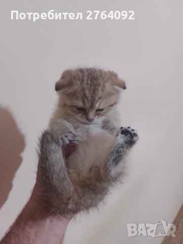 продавам шотландски клепоухи котета, снимка 6 - Чинчили - 53878883