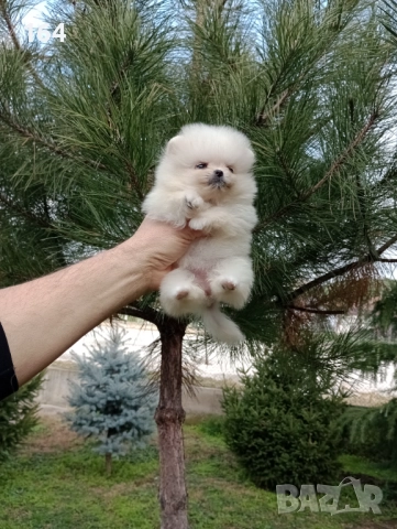 Померани. Реални снимки от 22.12.25 год. , снимка 12 - Померан - 52876291