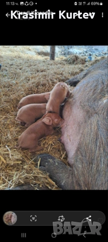 Малки Прасета Дюрок, снимка 3 - Прасета - 53377350