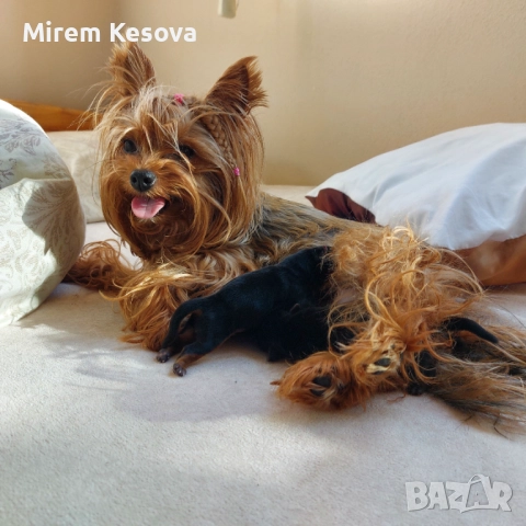 Мини йоркширски териер (мини йорки) момченца, снимка 10 - Йоркширски териер - 52353564