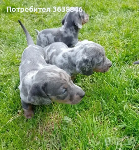 Дакел мерле(Мини дакел), снимка 1