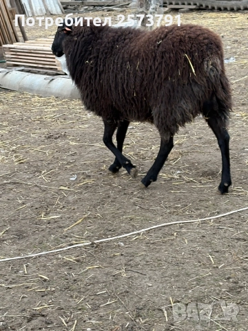 Романовски овце и агнета за клане и разплод., снимка 6 - Овце - 50713280