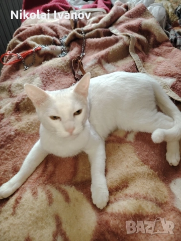 Бяло мъжко коте на 9 месеца , снимка 4 - Други - 53939691