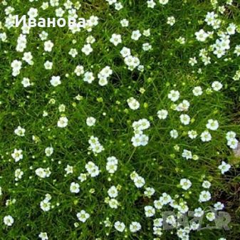 Ирландски мъх - мъховка, снимка 2 - Градински цветя и растения - 45179498