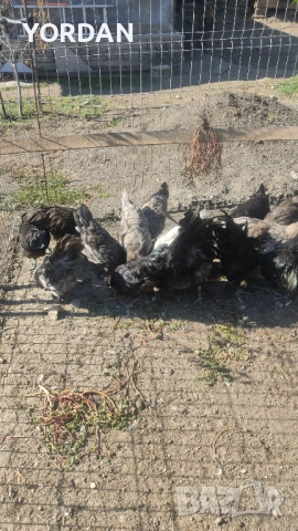 Австролоп , снимка 8 - Кокошки и пуйки - 51666509