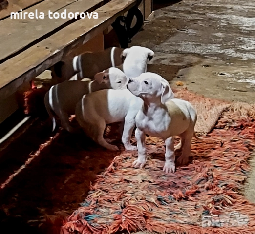 Дого Аржентино , снимка 16 - Дого аржентино - 52413341