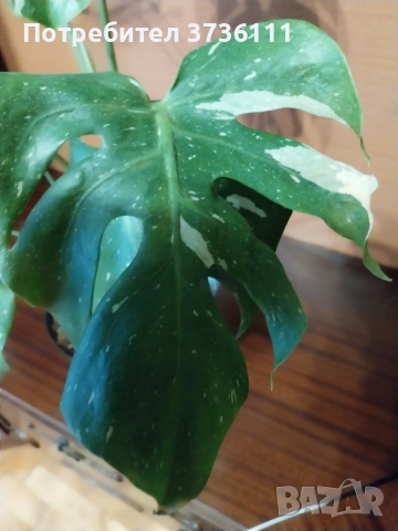 Monstera Tha, снимка 2 - Стайни растения - 52300210