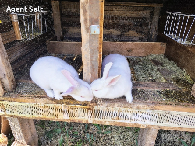 Зайци порода Цика, снимка 2 - Други животни - 54120296