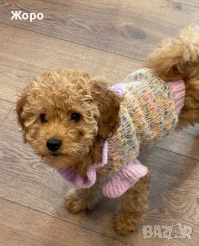 Той пудел момиче, снимка 3 - Пудели - 52582934