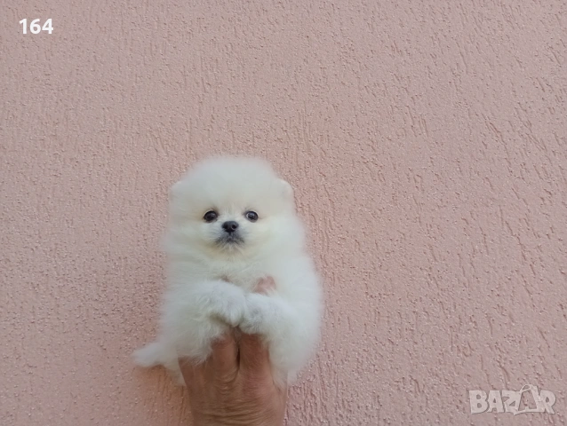 Бели Померани. Реални снимки от 19.04.26 г. , снимка 8 - Померан - 54174634