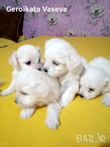 мини малтийски болонки, снимка 5 - Болонка - 53255121