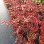 Продава се Японски Клен, Аcer palmatum Аtropurpureum, снимка 12