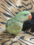 Продавам папагал Голям Александър , снимка 1
