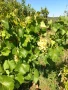 Млада плододаваща  овошна градина, снимка 6